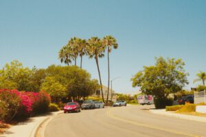 Residential street lined with palm trees and flowering shrubs on a sunny day